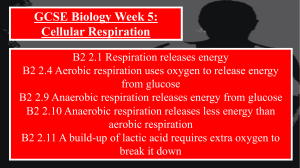 respiration - Learn Biology