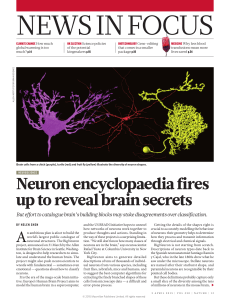 Neuron encyclopaedia fires up to reveal brain secrets