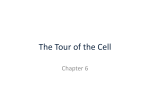 Chapter 6 Cell