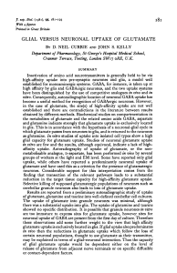 glial versus neuronal uptake of glutamate