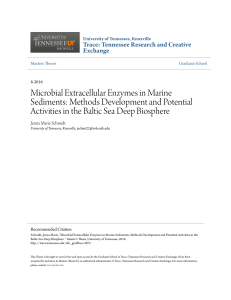 Microbial Extracellular Enzymes in Marine Sediments: Methods