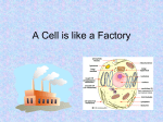 A Cell is like a Factory