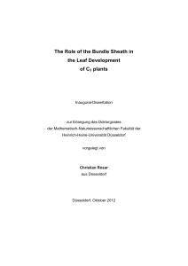 The Role of the Bundle Sheath in the Leaf Development of C3 plants