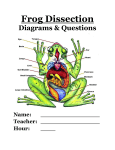 Frog Dissection