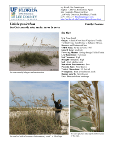 Sea Oats - Lee County Extension