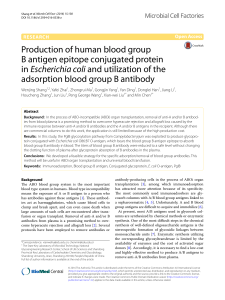 Production of human blood group B antigen epitope conjugated