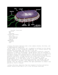 Bacterial Cell Structure Internal Structures Nucleoid DNA