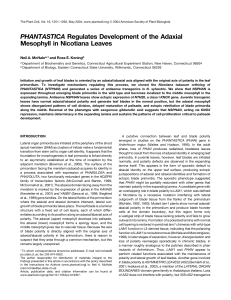 PHANTASTICA Regulates Development of the Adaxial Mesophyll in