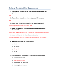 Bacteria Characteristics Quiz Answers