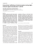 Intracellular redistribution of phytochromes