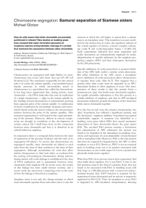Chromosome segregation: Samurai separation