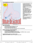 THE NEUROMUSSCULAR JUNCTION END PLATE POTENTIAL