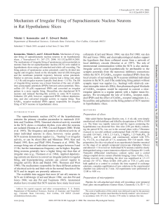 Mechanism of Irregular Firing of Suprachiasmatic Nucleus Neurons