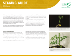 STAGING GUIDE