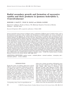 Radial secondary growth and formation of successive cambia and