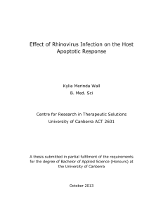 Effect of Rhinovirus Infection on the Host Apoptotic Response