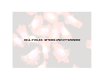 CELL CYCLES: MITOSIS AND CYTOKINESIS