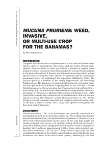 mucuna pruriens