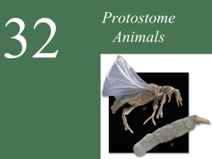 Protostomes