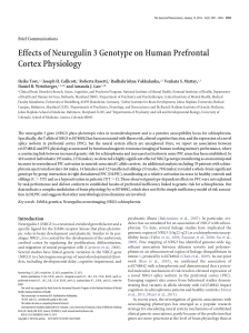 Effects of Neuregulin 3 Genotype on Human Prefrontal Cortex