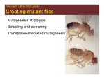 Creating mutant flies