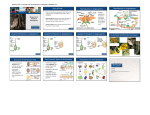 Plant Growth Reproduction in Angiosperms Reproduction in