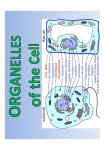 Organelles PowerPoint