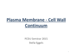 Plasma Membrane/ Cell Wall Continuum