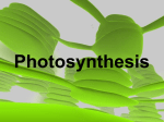 NOTES Photosynthesis 2013