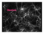Neurons - University of San Diego Home Pages
