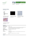 Cathelicidin Antibody