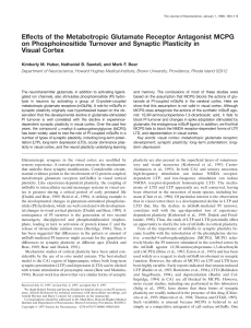 Effects of the Metabotropic Glutamate Receptor Antagonist MCPG