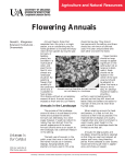 Flowering Annuals