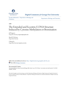 The Extended and Eccentric E-DNA Structure Induced by Cytosine