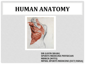 Anatomy 1 PDF PPT