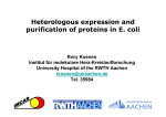 Heterologous expression and purification of proteins in E. coli