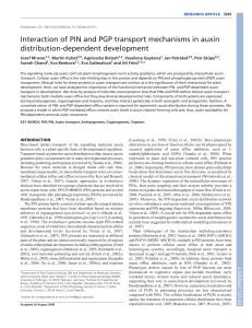 Interaction of PIN and PGP transport mechanisms in auxin