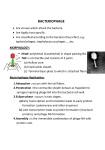 BACTERIOPHAGE