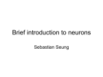 Neurons - Seung Lab