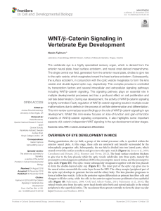 Wnt/beta-catenin signaling in vertebrate eye development