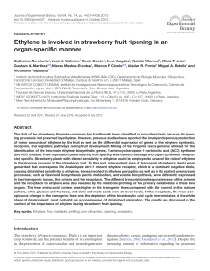 Ethylene is involved in strawberry fruit ripening in an organ