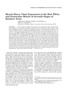 Myosin Heavy Chain Expression in the Red