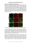 Shroom3 recruits ROCKs to the apical junctions