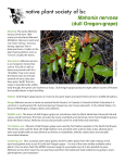 Mahonia nervosa - Native Plant Society of British Columbia
