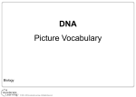 DNA Picture Vocabulary - Mrs. Gracie Gonzalez Biology Class