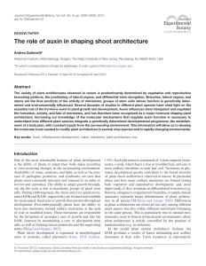 The role of auxin in shaping shoot architecture