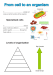 From cell to an organism