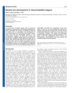 Muscle arm development in Caenorhabditis elegans