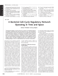 A Bacterial Cell-Cycle Regulatory Network Operating in Time and