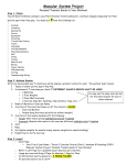 Muscular System Project - astephensscience.com